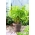 Mini Garden - Yaprak kereviz - balkon ve teras yetiştiriciliği için -  Apium graveolens var. Secalinum - tohumlar