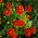 Fløjlsblomst - Smalfliget - Eliza - Tagetes tenuifolia - frø
