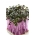 Rødkål  - Brassica oleracea,convar. capitata,var. rubra. - frø