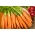 Carrot "Arleta" - extremely productive variety ideal for juices - 4250 seeds