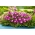 Delosperma Rosa - variedade de folhas largas; planta de gelo - sementes