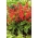 Sage merah "Czardasz"; bijak tropis - Salvia splendens - biji