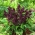Гримизна жалфија "Луна"; тропска кадуља - Salvia splendens - семе