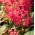 猩红鼠尾草“Markiza”;热带圣人 - Salvia splendens - 種子