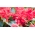 Kızıl adaçayı "Markiza"; tropikal adaçayı - Salvia splendens - tohumlar