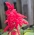 Sage merah "Markiza"; bijak tropis - Salvia splendens - biji