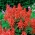 주홍 현자 "라모나"; 열대 세이지 - Salvia splendens - 씨앗