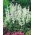 Шалфей з мекопептидом "White Bedder"; мудрий мудрець - Salvia farinacea - насіння