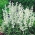 Mealycup sage "White Bedder"; bijak mealy - Salvia farinacea - benih
