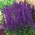 Orang bijak hutan; Balkan clary - Salvia nemorosa - biji