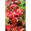 Revonhännät – Fineness - Amaranthus tricolor - siemenet