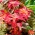 Amaranthus melancholicus – Fineness - Amaranthus tricolor - frø