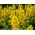 Dotted loosestrife, Large yellow loosestrife, Spotted loosestrife - 900 frön - Lysimachia punctata
