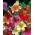Boyalı dil "Bolero" - çeşitli karışım; taraklı tüp dil, kadife trompet çiçek - 4050 tohum - Salpiglossis sinuata - tohumlar