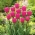 チューリップローズ - チューリップローズ -  5球根 - Tulipa Rose