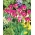 Tulipe Violet Bird - paquet de 5 pièces - Tulipa Violet Bird