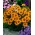 우르스 니아; 산 금잔화; 일반적인 낙하산 데이지 - 144 종자 - Ursinia anthemoides - 씨앗