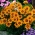 Ursinia; mountain marigold; common parachute daisy - 144 seeds