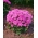 Flossflower "Pink Ball" - pink; bluemink, blueweed, pussy foot, Mexican paintbrush - 2160 seeds