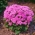 Ageratum houstonianum - 2160 sementes - Pink Ball