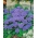 Flossflower "Tetra Blue Mink" - purple; bluemink, blueweed, pussy foot, Mexican paintbrush - 2025 seeds