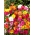 Четири цветова цвета мешана семена - Мирабилис јалапа - 30 семена - Mirabilis jalapa