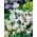 白色甜豌豆种子 - 山L豆属odoratus  -  36粒种子 - Lathyrus odoratus - 種子