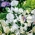 Beyaz Tatlı Bezelye tohumları - Lathyrus odoratus - 36 seeds