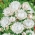 Strawflower Dublu Semințe albe - Helichrysum bracteatum - 1250 de semințe - Xerochrysum bracteatum