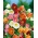 Blomstrande lönnfrön - Abutilonhybridum - 78 frön - Abutilon x hybridum