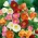 开花的枫树种子 -  Abutilon hybridum  -  78种子 - Abutilon x hybridum - 種子