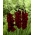 Гладиолус Блацк Сурприсе - 5 сијалица - Gladiolus Black Surprise