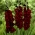 Gladiolus, Gladiole, Schwertblume Black Surprise - 5 Zwiebeln