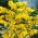 黄色Statice种子 - 补血草sinuatum  -  105种子 - Limonium sinuatum - 種子