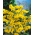 黄色のスターチスの種子 -  Limonium sinuatum  -  105種子 - シーズ