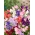 Guisante de olor - variada - 60 semillas - Lathyrus odoratus