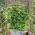 Кориця Насіння базиліка - Ocimum basilicum - 325 насінь - насіння
