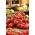 Tomate cerise - Idyll - 80 graines - Lycopersicon esculentum Mill