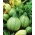 Zucchini Di Nizza种子 - 南瓜属pepo  -  27种子 - Cucurbita pepo  - 種子