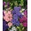 Canterbury Bells Calycanthema混合种子 - 风铃中等 -  2000种子 - Campanula medium - 種子