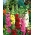 מארש מאלו - תערובת צבע מגוון - 50 זרעים - Alcea