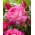 Ruža s velikim cvjetovima - bijela ružičasta sjenica - saksija - 