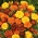 Французький календула - сортова селекція - 350 насінин - Tagetes patula L. - насіння