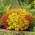 Mélange de graines d'Œillets d'Inde tenuifolia  - 600 graines - Tagetes tenuifolia