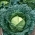 Cavolo verza - Vertus 2 - 640 semi - Brassica oleracea var. sabauda