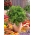 Σέλινο "Pikant" - με ζαρωμένα φύλλα - 520 σπόρους - Apium graveolens - σπόροι