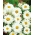 Sedmokráska, Oxeye sedmokráska - 450 semien - Chrysanthemum leucanthemum - semená