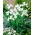 Vilkdalgis (Iris × hollandica) - White Excelsior - pakuotėje yra 10 vnt