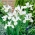 Iris hollandica白色Excelsior  -  10个洋葱 - Iris × hollandica