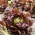 Fejessaláta - Rosemarry - piros - 900 magok - Lactuca sativa L. var. capitata